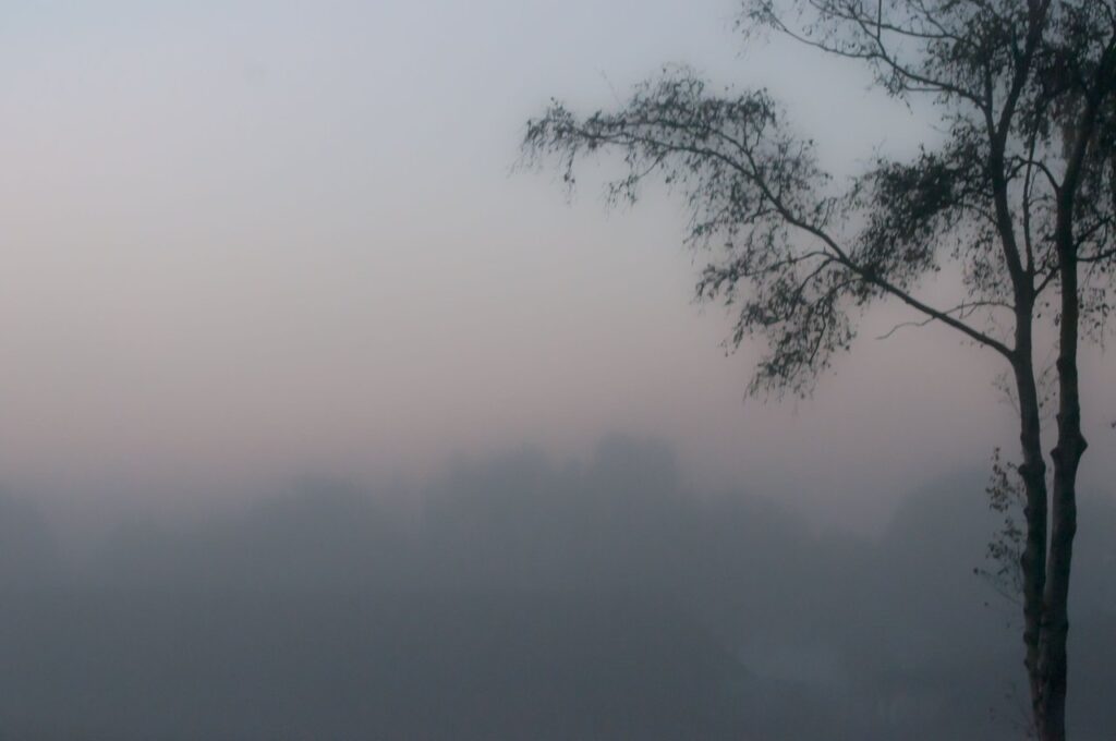 Bomen in de mist als visuele metafoor voor kunst en herinnering – homepage Letza.life
