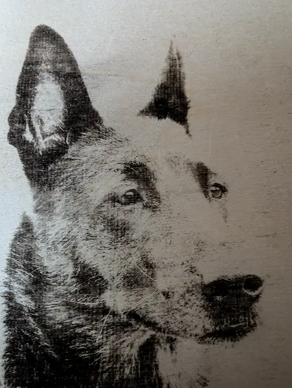 Lasergravure van de Hollandse Herder Lana