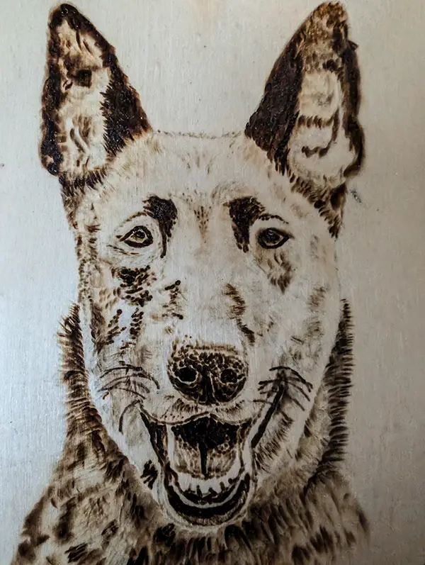 Pyrografie van de Hollandse Herder Lana