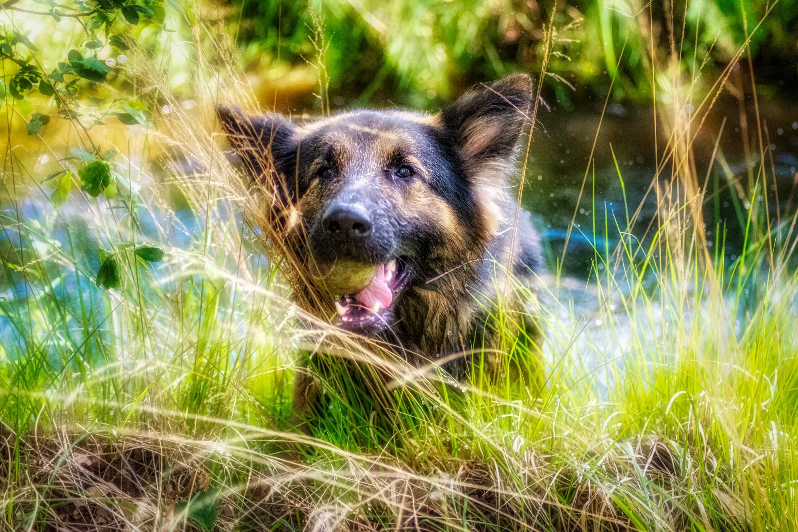 Skipper de Duitse Herder in de sloot — een geliefd huisdier verdient, wanneer het tijd is, een natuurlijk en waardig afscheid